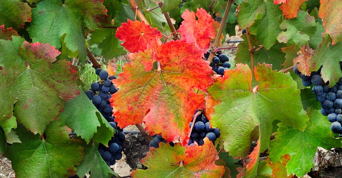El nuevo estilo del Carmenere chileno