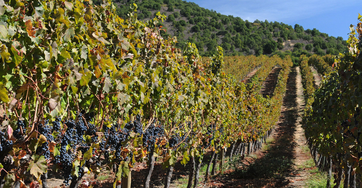 Syrah, una cepa seductora