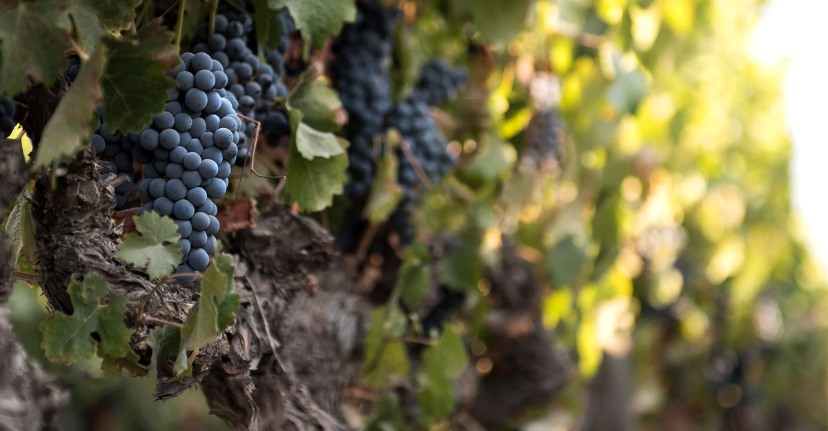 2021 Harvest report