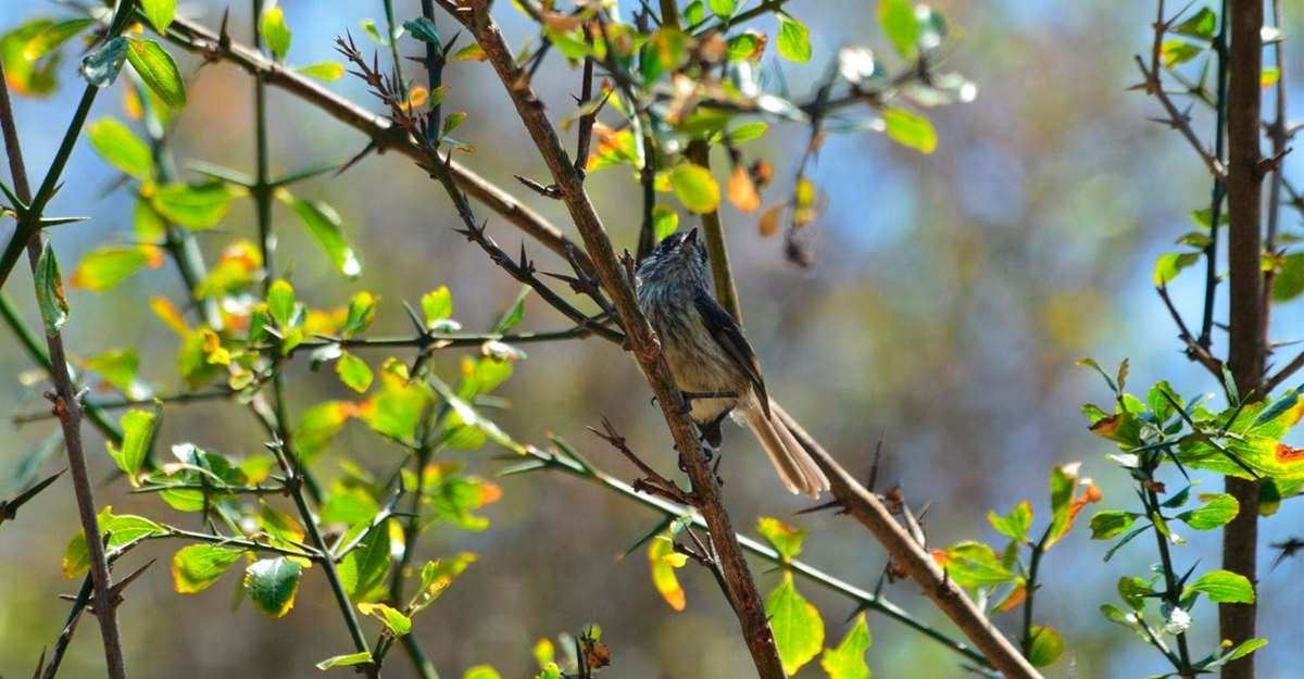 B Company: Conservation of vineyards and native forests