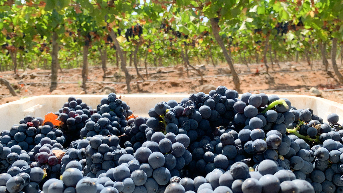 5 cosas que quizá no sabías sobre el Pinot Noir