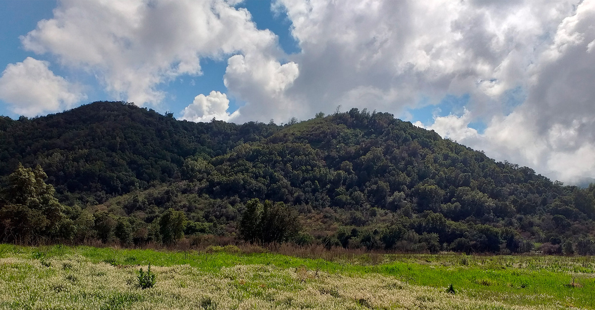 5 protected species that live in the sclerophyllous forest of Concha y Toro
