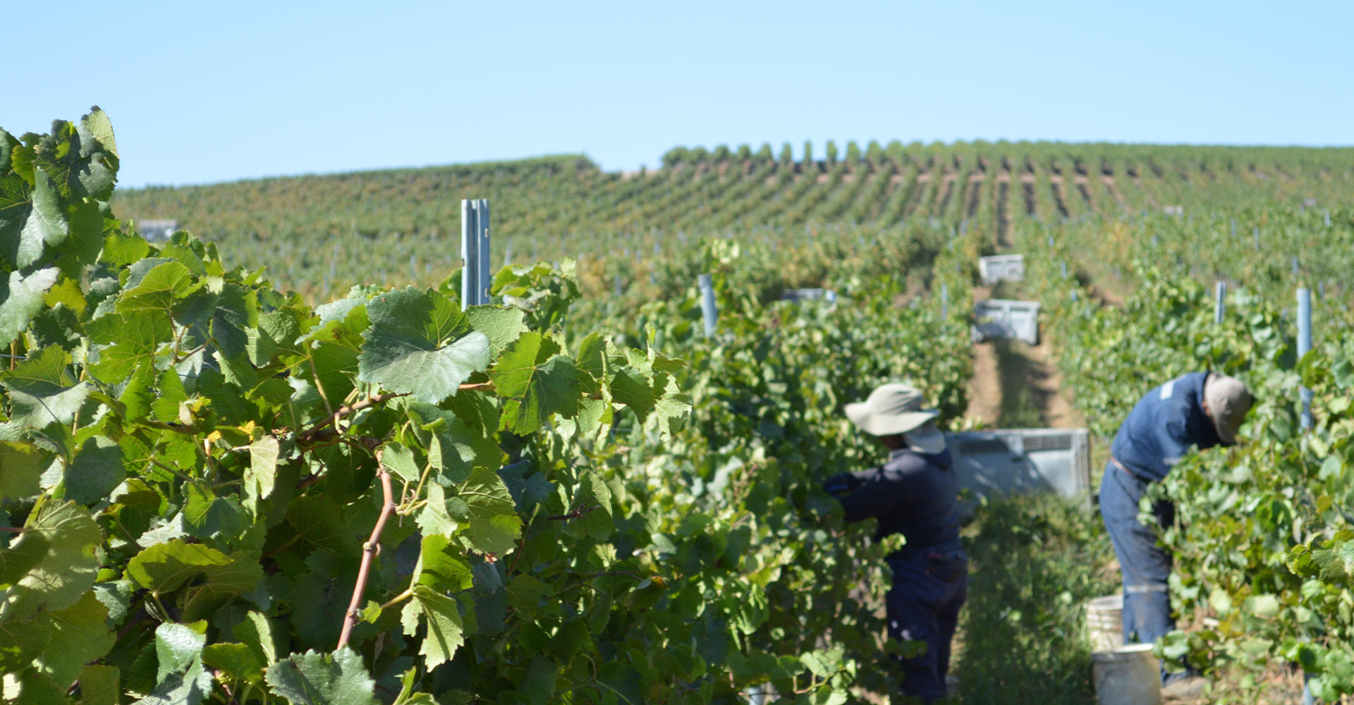 The origin of the grape harvest festival