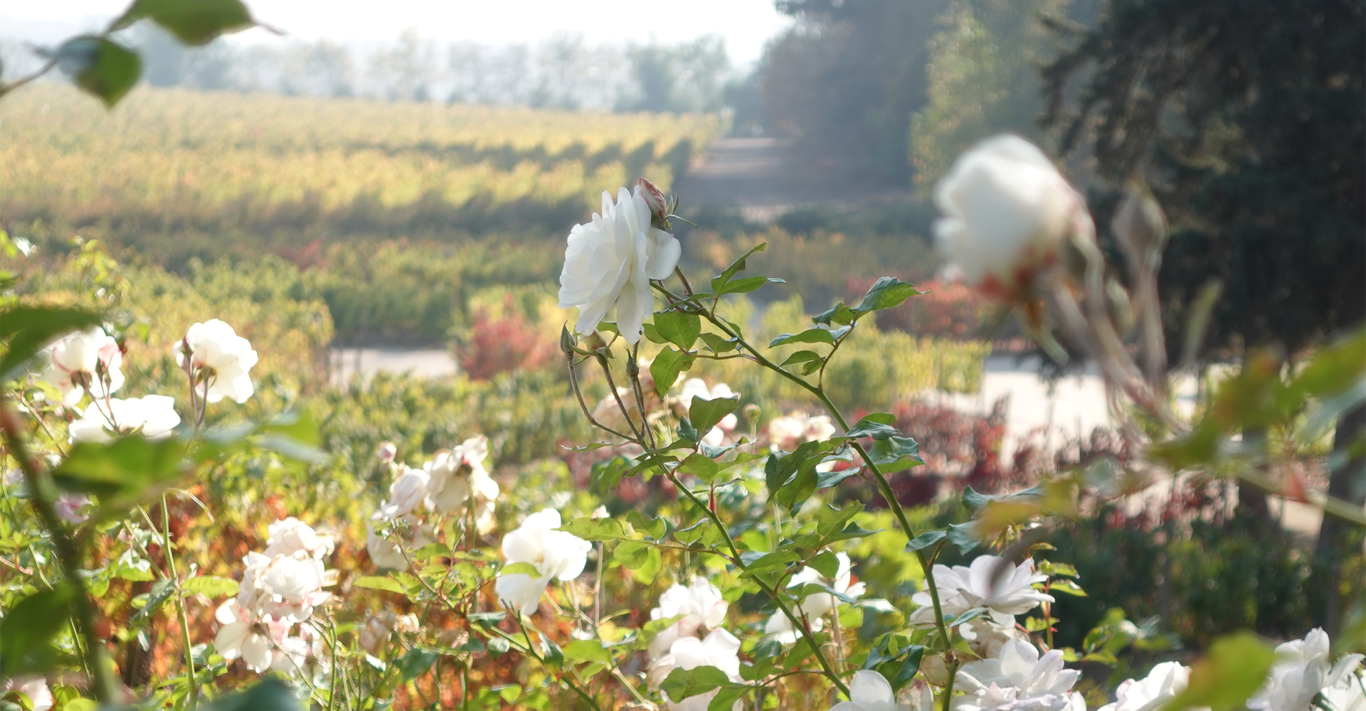Pirque Estate receives award for its commitment to biodiversity