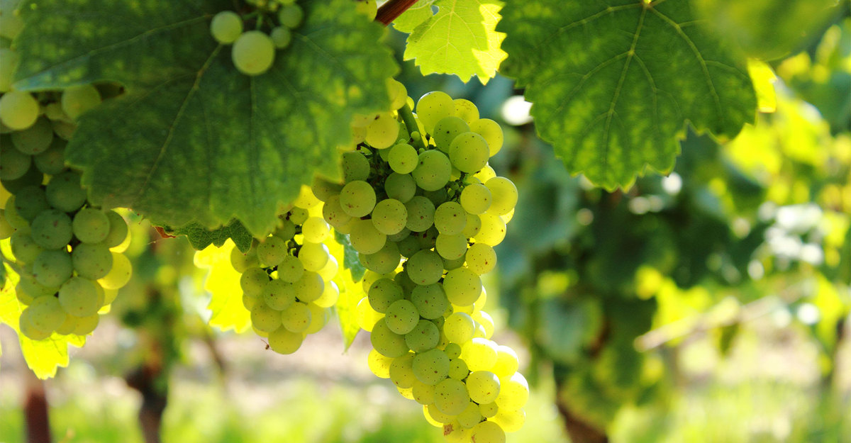 3 grandes regiones para el Viognier