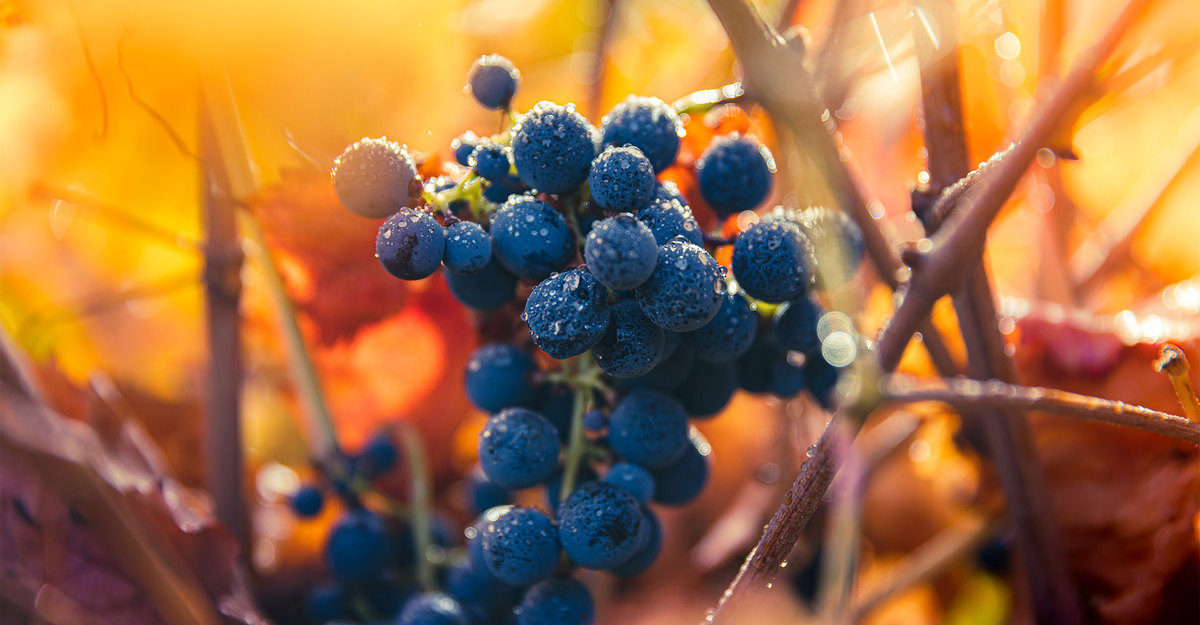 Los aromas del Carmenère