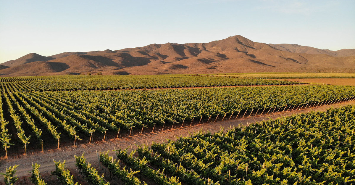 Viña Concha y Toro will be part of the Chilean pavilion at COP28