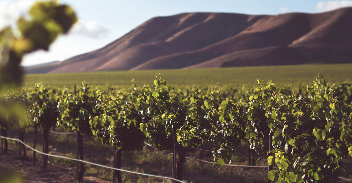 El encanto del Riesling