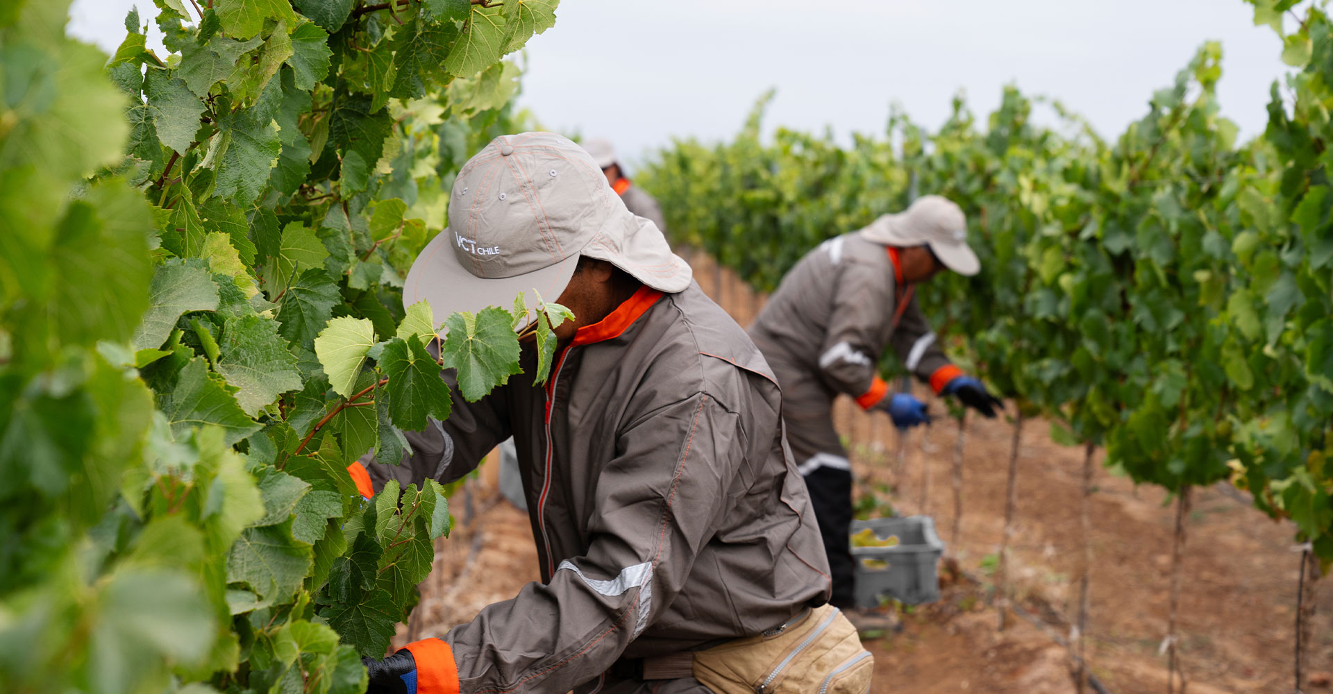 Discover the 2024 Harvest Report for Concha y Toro’s Luxury Brands