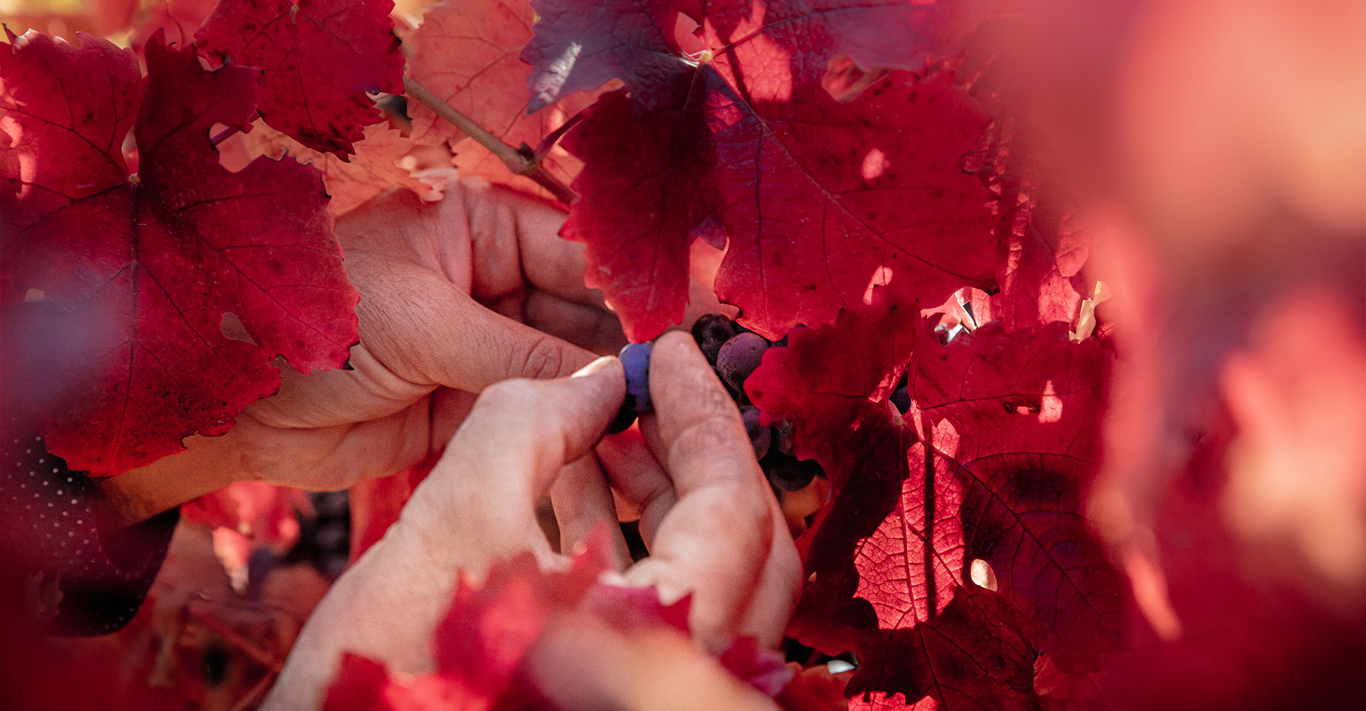 Peumo: the heart of Chilean Carmenere