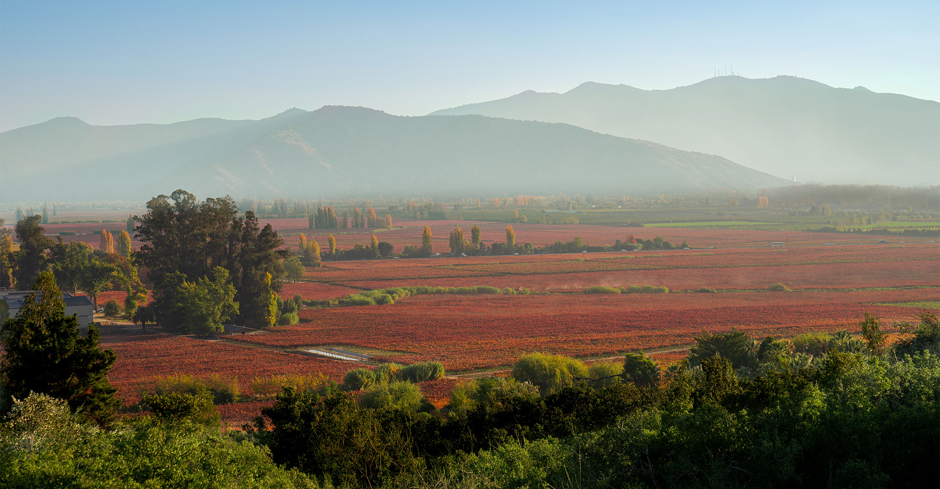 Harvest 2024 at Peumo Vineyard, the Terroir of Carmenere