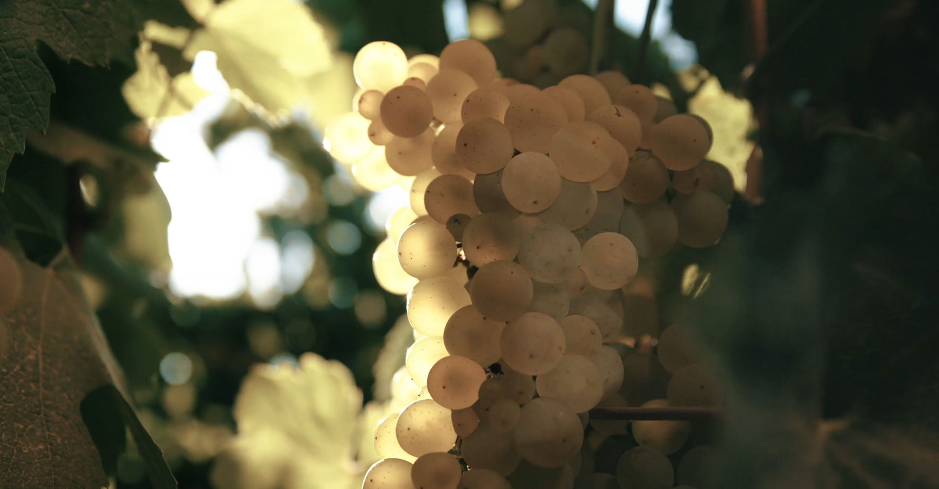 Harvest Season Kicks Off in the Limarí Valley!