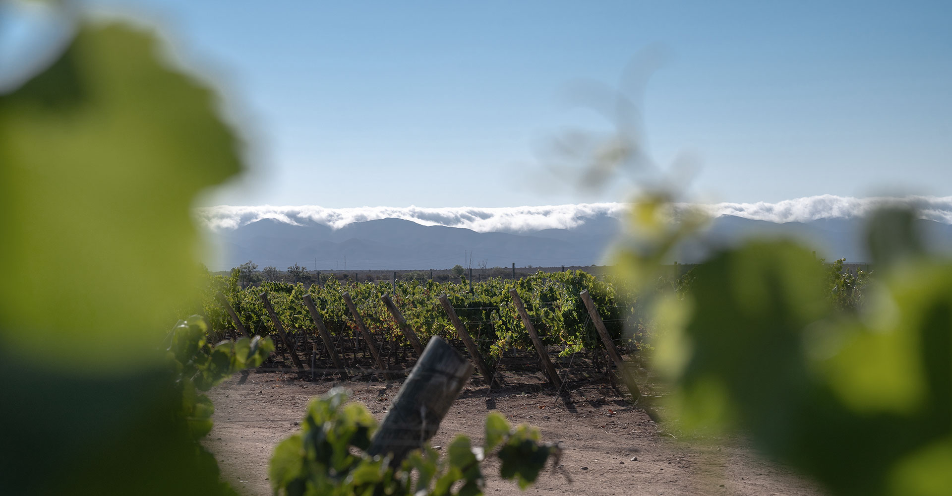 Harvest 2025 Report, Limarí Valley