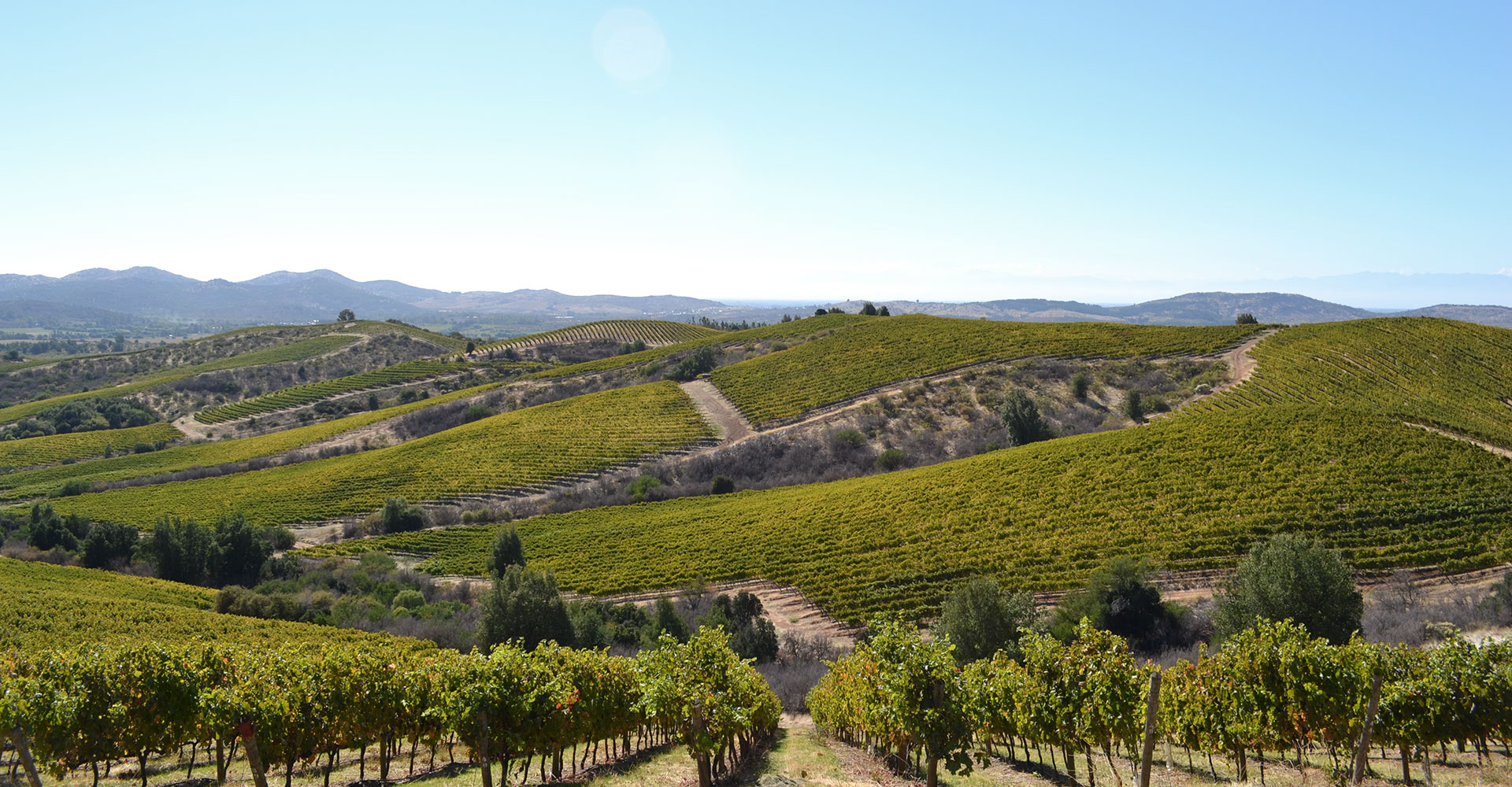 Viña Concha y Toro: Considered the world’s most sustainable winery according to Dow Jones Sustainability Yearbook 2025