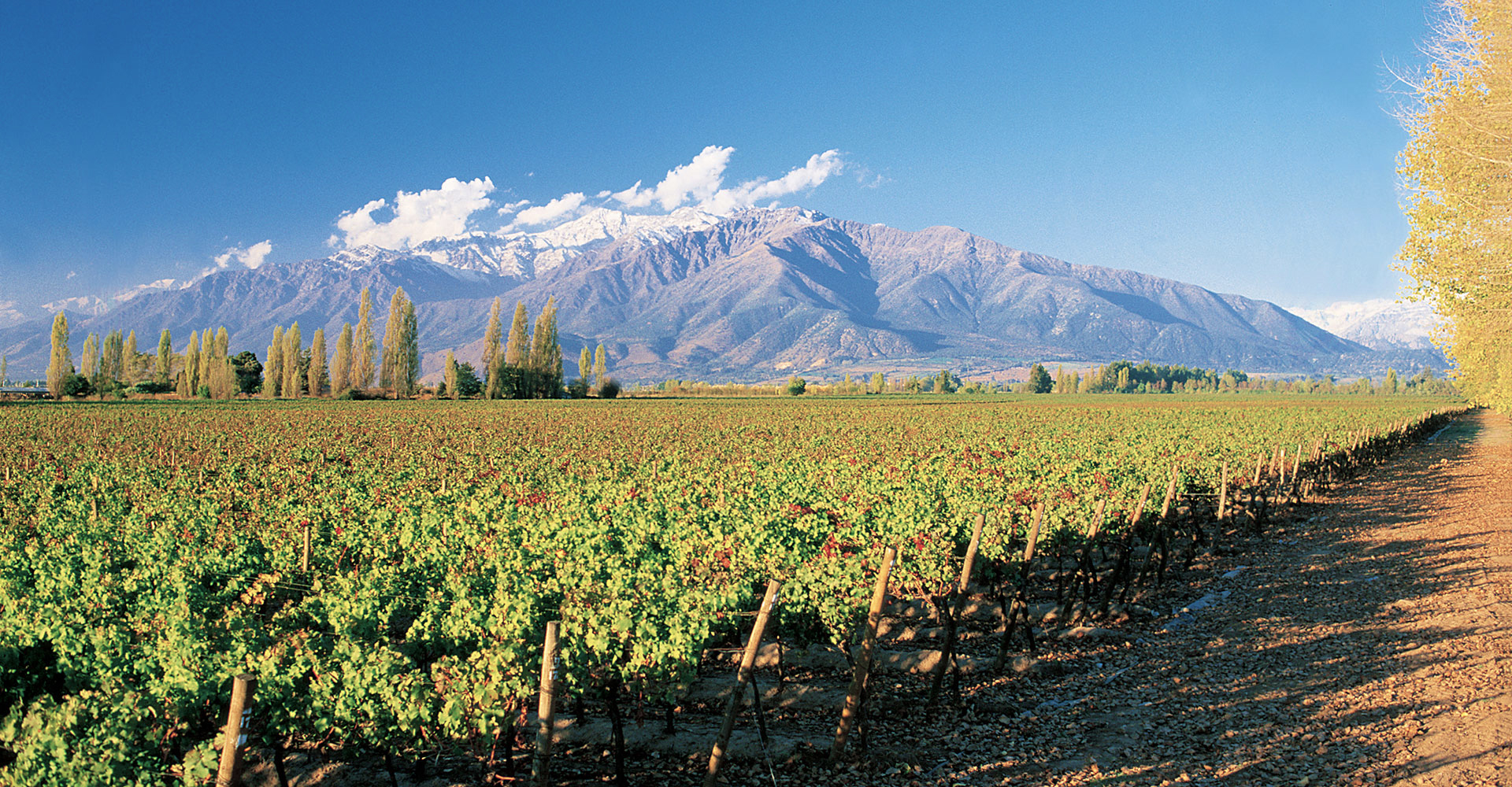 Viña Concha y Toro rates the 2025 vintage as one of the best of the last decade