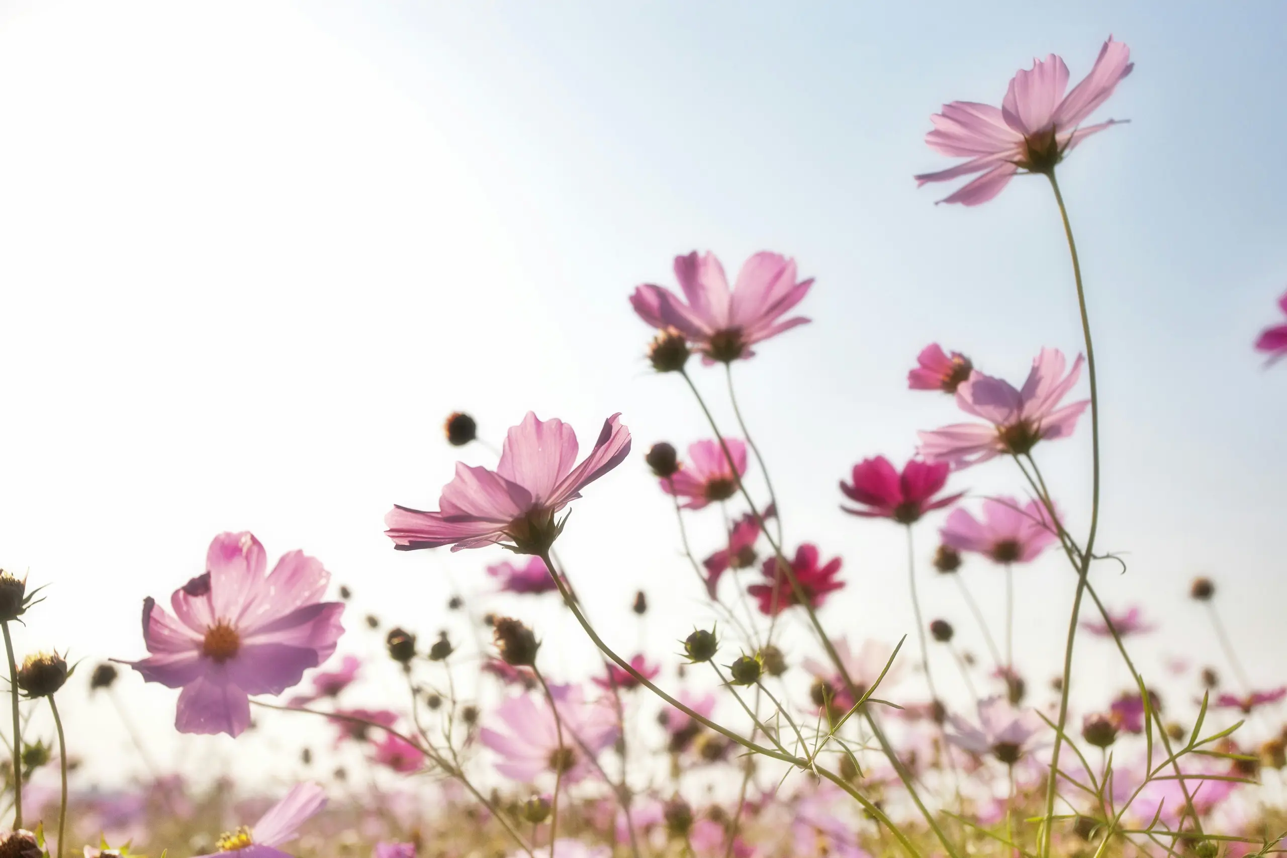 Frontera Pink Paradise