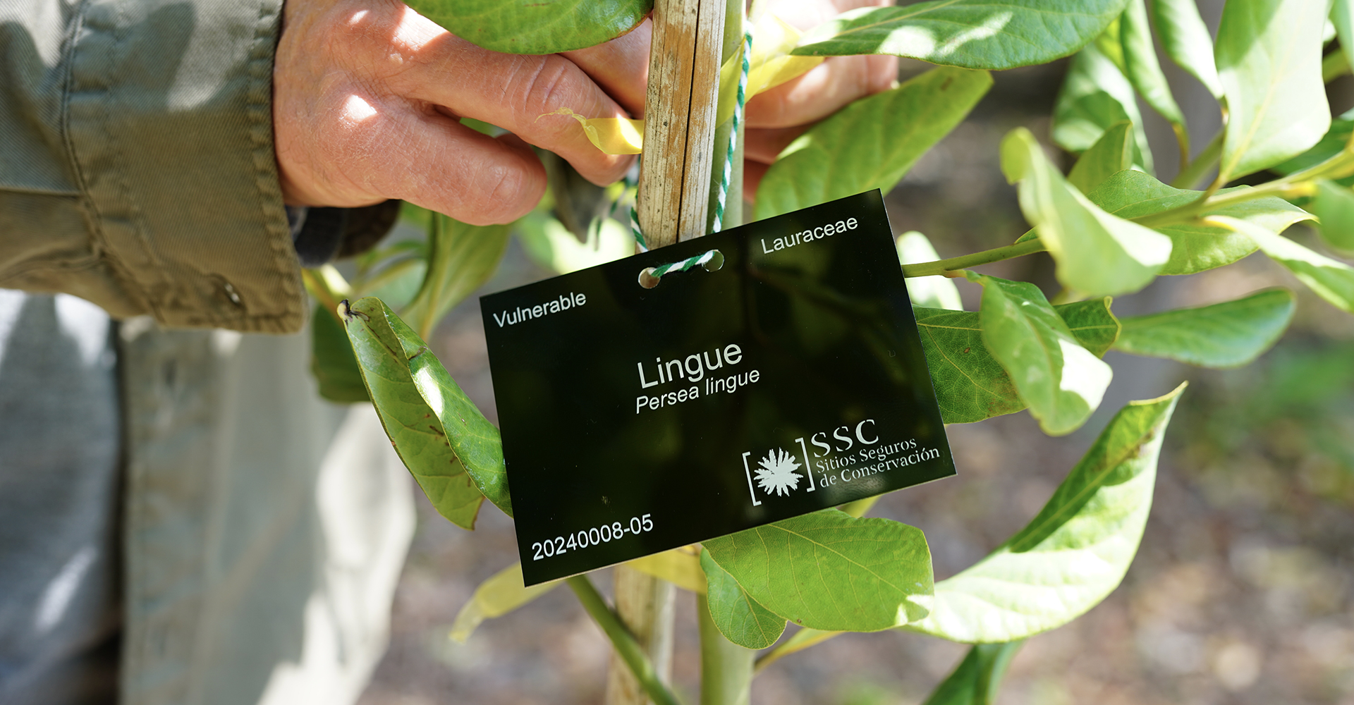 Viña Concha y Toro, Fundación Chilco y el Royal Botanic Garden Edinburgh crean pionero Sitio Seguro para conservar especies nativas